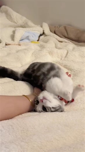 Sweet ❤️ love for cats ❤️ - - - - - #catlove #cutecat #kittyart #comiclife #catmoments #comicstrips #comicart #dailycomics #comicdrawing #comicworld #digitalart #funnycat #catspirit #lovemycat | Xiaoman Cat | Facebook