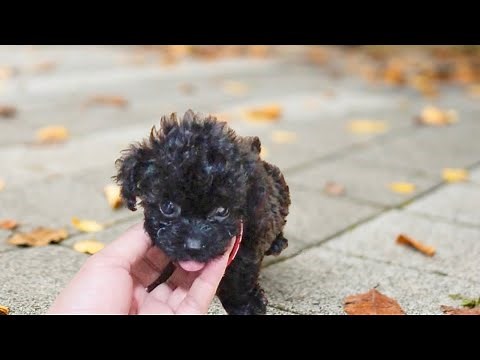 TEACUP BLACK POODLE | WeePuppies and Fam