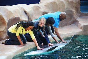 New Dolphin Encounter at Georgia Aquarium