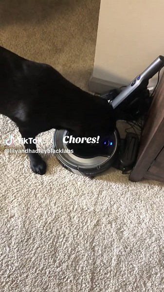 Fun Dog Tricks for Household Chores with a Black Lab