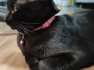 把她带回家那一刻，她的世界只有我了