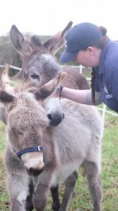 This International Women's Day, we're celebrating the exceptionally strong women in our Ireland Welfare team! Led by Head of Donkey Welfare Cathy Griffin, they show incredible resilience and dedication every day to ensure a better future for donkeys. 🙌 | The Donkey Sanctuary Ireland
