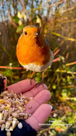 Sevim Demir on Instagram: "Beauty 🤩 Please leave a heart for my new friend.♥️💖💙💞💜🖤💛💘💚💝🤍💕❣️🩶🤎🩷🩵❤️‍🔥 #love #robinredbreast #newfriend #britishbirds #cutevideos"