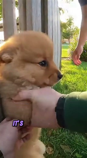 Dog Was Stuck in a Fence, but Two Men Saw It and Saved Him.🐶 #ai