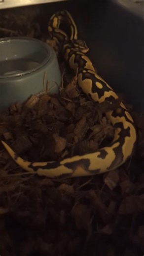 Pastel Orange Dream Leopard~