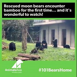 This gorgeous clip was taken earlier this week when five of the 101 bears that Animals Asia moved from a bile farm to our sanctuary stepped outside together for the very first time. Jitesh, Adithi, Raffy, Sammy and Stan have just moved to their forever home, House 4 at our China bear sanctuary, where they'll spend their days eating, playing, relaxing and exploring together. Watch with sound to find out what happened when brave Stan took a bite of bamboo to find out what it was, and how the other