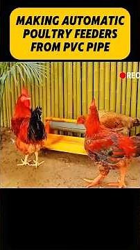 🔧🐔 Automatic Poultry Feeder Using PVC Pipes! 💡 No More Manual Feeding! 😱
