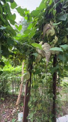 Rare plant “Aristolochia grandiflora” commonly known as the Pelican Flower