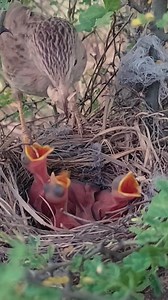 A Mother Bird's Dedication to Her Chicks for Survival | Review Birds News