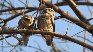 Adorable owls, Cute barred owl couple grooming their feathers in owl love in Forest. Beautiful owl stands peaceful in a nature, Owl Stands in a Nature in Close-upThe little owl