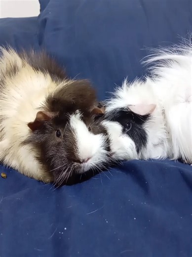 Momentos Divertidos con Mi Cobaya