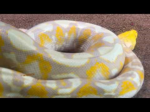 Yellow Albino Burmese Python snake