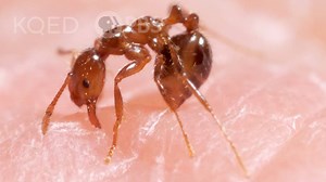 Fire Ants Turn Into a Stinging Life Raft to Survive Floods | KQED
