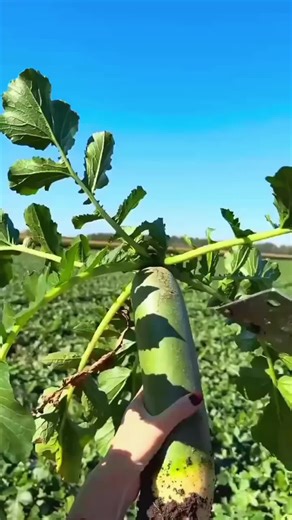 Relaxing ASMR Fruit Sounds for Ultimate Satisfaction