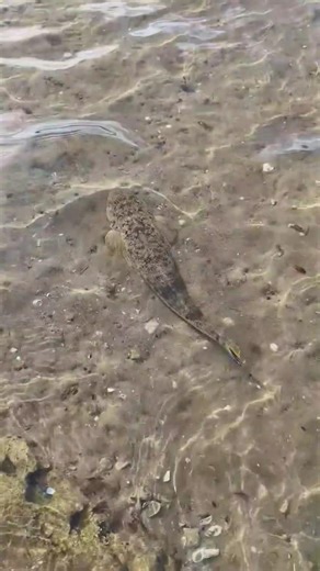 Epic First Catch on Samurai Infinite Fishing Rod | Amazing Fishing Rod Casts Insane Catch Review