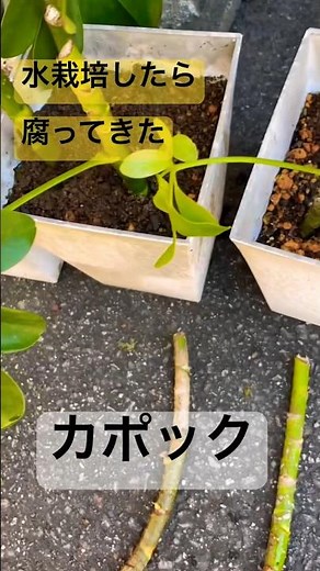カポック【挿し木】水に入れたの失敗…根は出てきたけど周りが腐ってきた！ #ベイビーやしのき大冒険 #カポック #挿し木 #観葉植物
