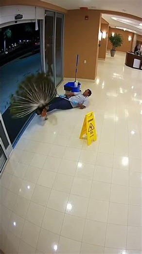 Peacock Interrupts Janitor’s Work—Watch the Hilarious Slip!