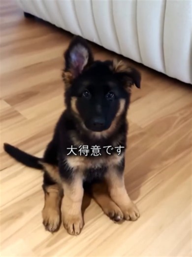 飼い主を守るシェパードの特徴