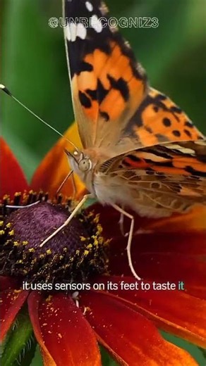 Butterflies don't taste with their mouths... 🦋👣