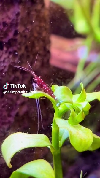 Pink pony shrimp #pinkponyclub #shrimptok🦐 #shrimp #aquarium #sulawesi #fishtank