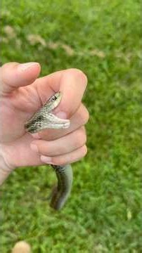 How Did He Survive? The Eastern Garter Snake #herpetology #reptiles #snake