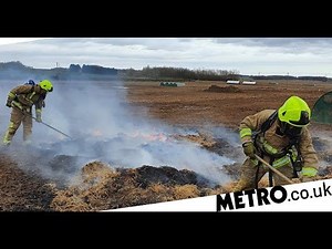 Pig starts massive fire on farm with its own poop