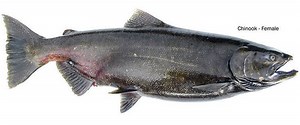 Chinook salmon - Alchetron, The Free Social Encyclopedia