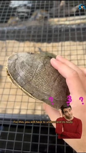 Tortoise shell facts #shortvideo #tortoise #amazingfacts