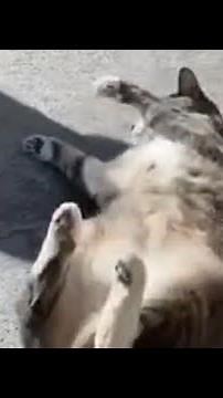 cats rolling on concrete | tiktok compilation