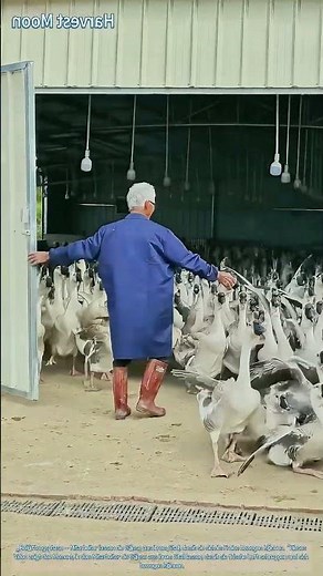 Gänse an die frische Luft lassen