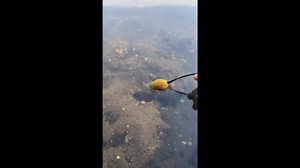 Viral Feeder Fishing – Top Moments and Tips