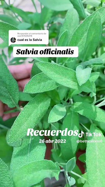 #Recuerdos #medicina #natural #paratiiiiiiiiiiiiiiiiiiiiiiiiiiiiiii ##foryoupage❤️❤️