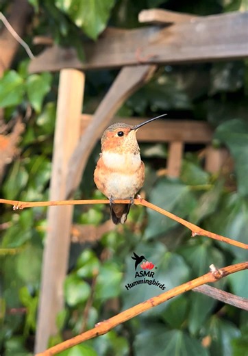 Allen's Hummingbird: A Real Nature Moment