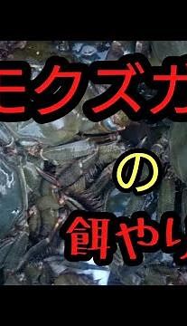 モクズガニの餌やり