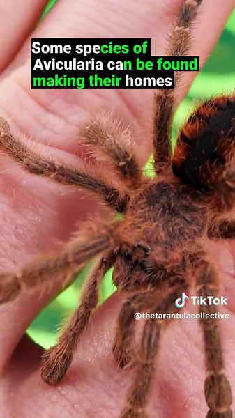 Do Tarantulas Live Together in Nature? #tarantula #spider #pettarantula #tarantulakeeper #pets #animals #petspider #interestingfacts #facts #didyouknow #informational #educational