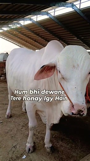 #shorts #shortsfeed #trending #mandi #cow #qurbani2026 #viralvideo #funny #dailyvlog #bakramandi #fy