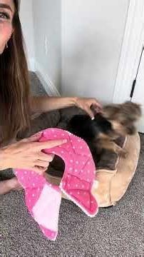 Honest Review of SunGrow Cat Cone Collar Soft