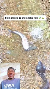 The fish pranks to the snake it’s so funny 😂🤣😂 #vacationtime2025 #viralvideoシ #funnyvideos #funnyreels #funny #trendingnow | Pakasting skater