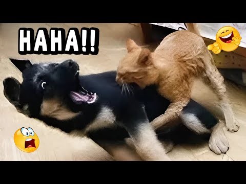 VIRAL FUNNY DOG COMPILATION 2025 – YOU WON’T STOP LAUGHING 🤣🐶 #10