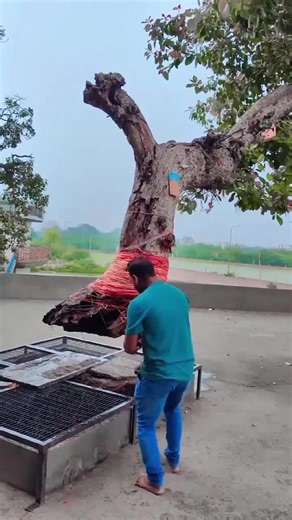 World's Most Mysterious Tree