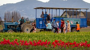 What to know before you go to the 2022 Skagit Valley Tulip Festival