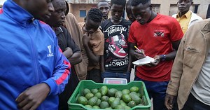Burundi : les agriculteurs d'avocats s'associent en coopérative | Africanews