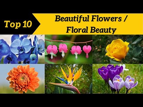 Top 10 Most Beautiful Flowers in the World | Floral Beauty ‪@Top10Discoverist‬