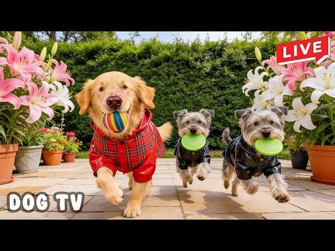 24/7 Dog TV 🐶 Calming Running Music for Dogs to Stay Stress Free, Secure & Emotionally Happy 🐕🎵