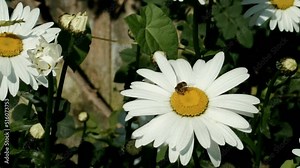 Slow motion footage of a honey bee on a large daisy flower in a garden setting. Honey bee drawing nectar pollen from a large white and yellow flower
