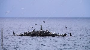 Caspian Gulls of Mongolian subspecies (Larus cachinnans mongolicus Sushk., most in breeding plumage) on Baikal Lake, East Siberia. Accumulation of birds (club) near nesting colony