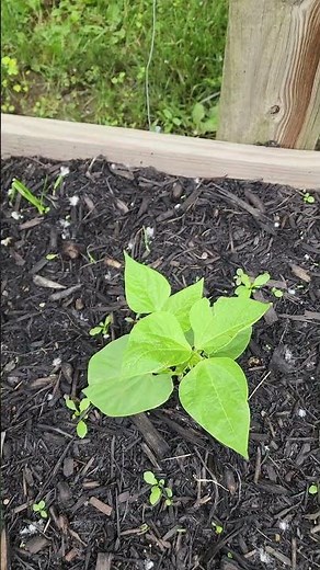 5/25/26 I'm Growing Kentucky Wonder Pole Beans from seed #greenbeans #beans #trellis #garden #grow