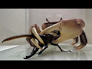The crab that met the Hercules beetle was in high spirits!