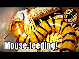 Australian giant centipedes eat mice!