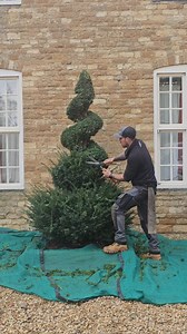 Clipping this yew spiral, bringing it back to some form of order, from it's over grown state. This spiral has been in development for years and I am finally at the point where I'm happy with the shape and how thick and full it has become. Working with topiary has taught me every task, every challenge, every small win at work, it’s all part of my journey of growth. Work for me is about learning.... Learning patience, resilience, confidence, and purpose. #personalgrowth #work #LevelUp #trees #ment